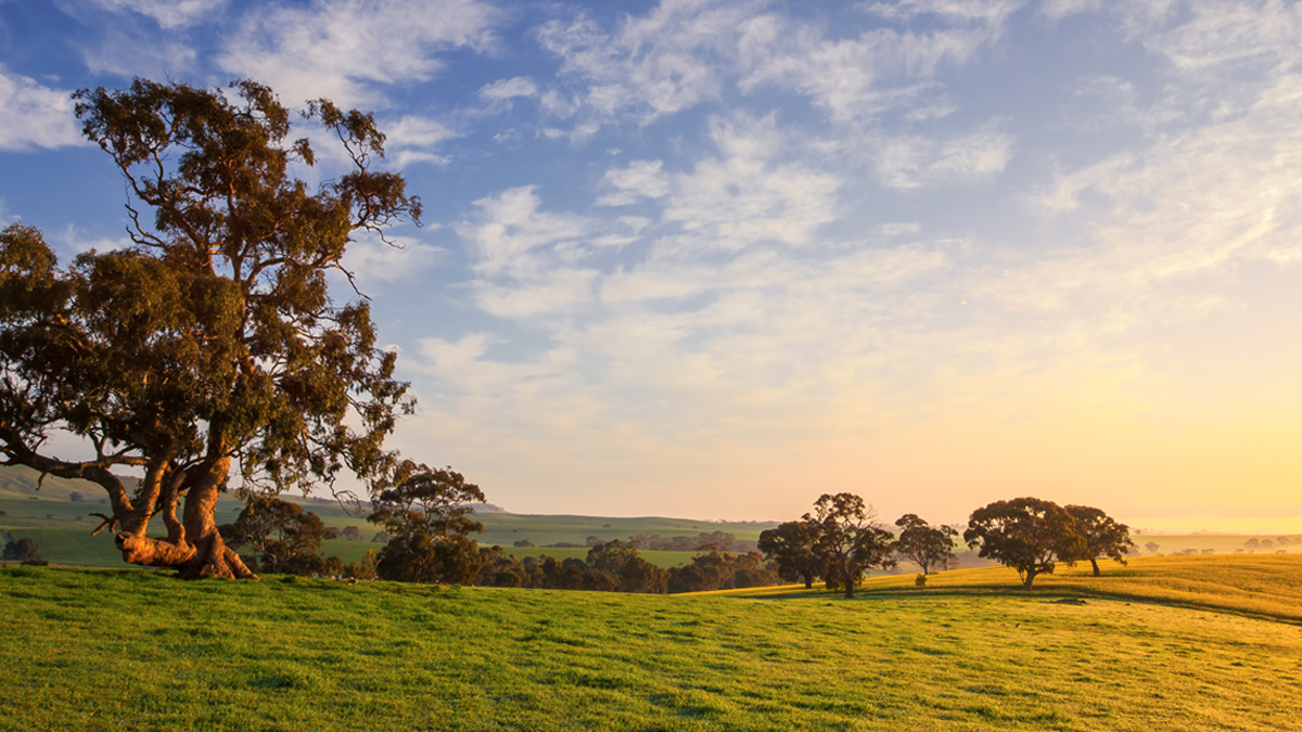 Large tree in a paddock in rural Australia.